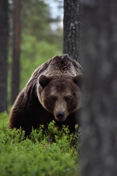 大雄性棕熊在森林里摆出强有力的姿势 — 图库照片