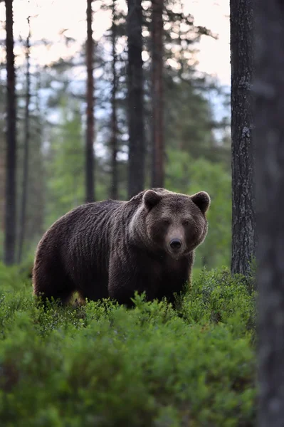 Urso Marrom Selvagem Floresta — Fotografia de Stock