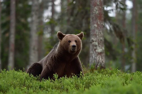 Αρκούδα Κάθεται Δασικό Τοπίο Καλοκαίρι — Φωτογραφία Αρχείου