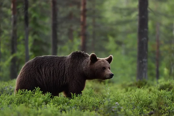 Urso Cenário Florestal — Fotografia de Stock