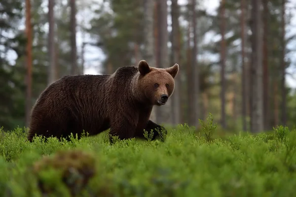 Urso Andando Paisagem Floresta — Fotografia de Stock