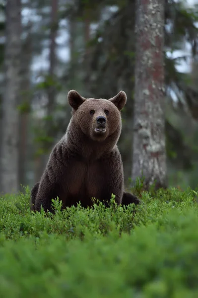 Medvěd Hnědý Noci Lese — Stock fotografie
