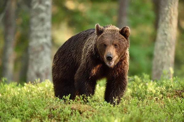 Braunbär Wald Bei Sommersonne — Stockfoto