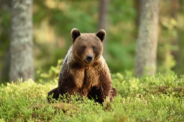 Urso Uma Floresta Ensolarada — Fotografia de Stock