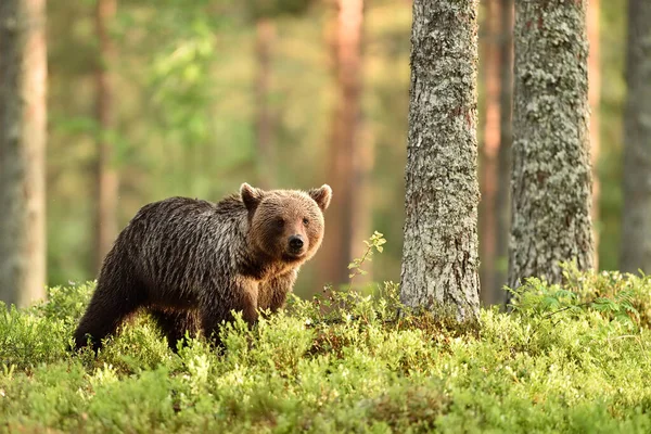 Giovane Orso Bruno Nel Paesaggio Forestale — Foto Stock