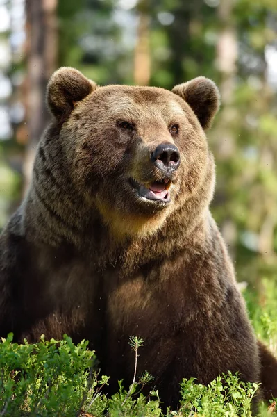 Portret Niedźwiedzia Brunatnego Lesie Latem — Zdjęcie stockowe