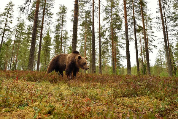 Urso Marrom Ambiente Florestal — Fotografia de Stock