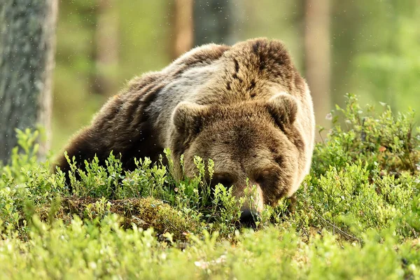 Medvěd Hnědý Spí Lese — Stock fotografie