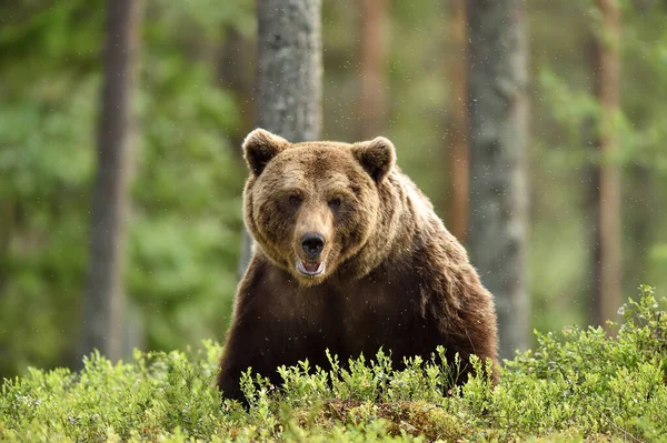 Serio Cercando Maschio Orso Bruno Nella Foresta — Foto Stock