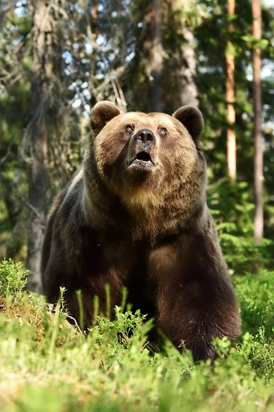 Brunbjörn Tittar Upp Skogen Sommaren — Stockfoto