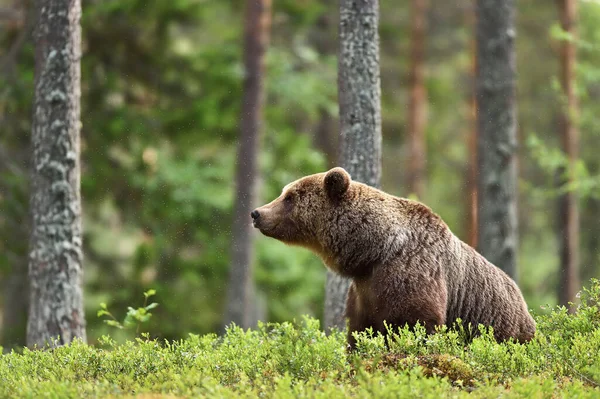 Braunbär Waldlandschaft — Stockfoto