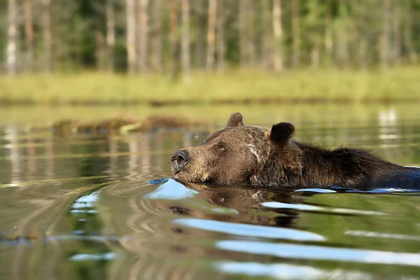 Urso Marrom Natação Sol Verão — Fotografia de Stock