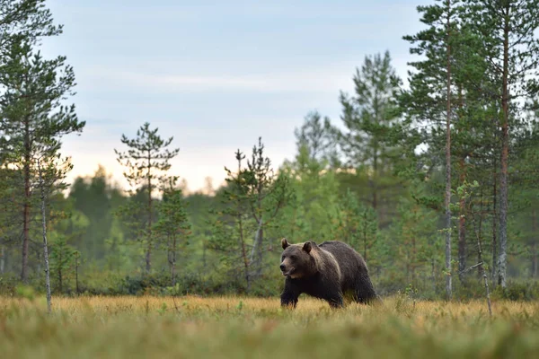 Urso Marrom Paisagem Florestal — Fotografia de Stock