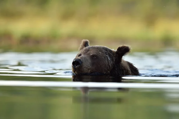 Коричневий Ведмідь Плаває Влітку — стокове фото