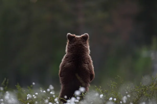 Бурый Медвежонок Стоит Спиной — стоковое фото
