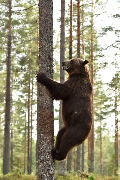 Urso Marrom Escalando Uma Árvore — Fotografia de Stock