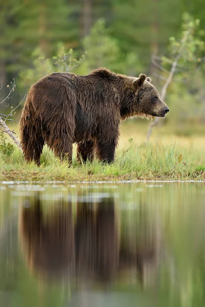 Big Male Brown Bear Summer Scenery — Stock Photo, Image