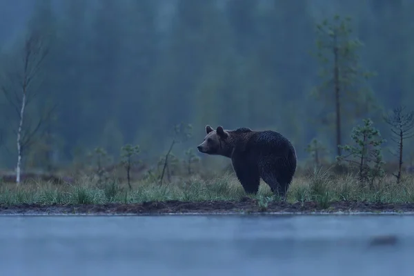 Бурый Медведь Ночью Дождем — стоковое фото