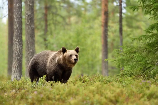 Urso Castanho Europeu Paisagem Florestal — Fotografia de Stock