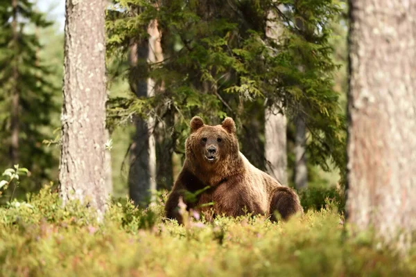 Urso Marrom Floresta — Fotografia de Stock