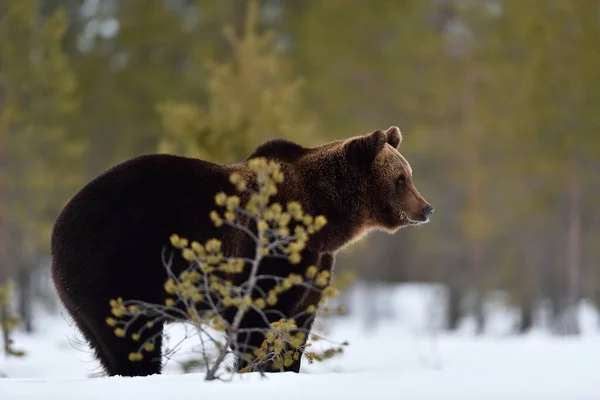 Бурый Медведь Ursus Arctos Снегу Рано Весной — стоковое фото