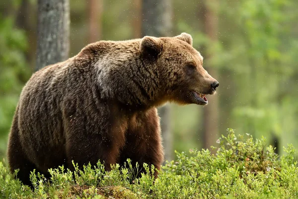 Europeisk Brunbjörn Ursus Arctos Skogen — Stockfoto