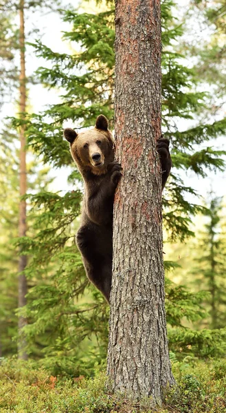 Niedźwiedź Brunatny Wspinający Się Drzewo Niedźwiedź Drzewie — Zdjęcie stockowe