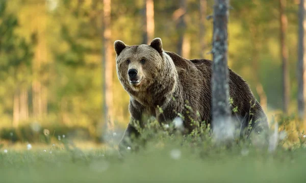 Muž Hnědý Medvěd Letním Lese Pozadí — Stock fotografie