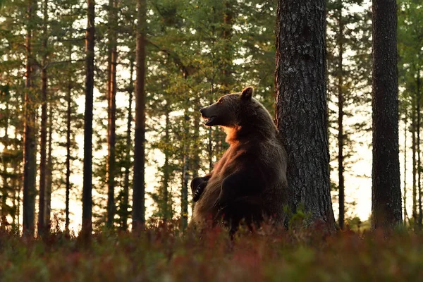 Бурый Медведь Сидит Дереве Медведь Отдыхает Лесу — стоковое фото