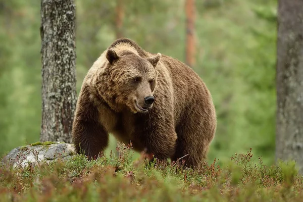 Stor Brunbjörn Med Kraftig Pose Skogen Bear Med Allvarlig Look — Stockfoto
