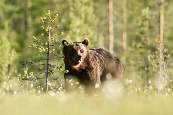 Urso Marrom Luz Dia Lado Uma Árvore — Fotografia de Stock