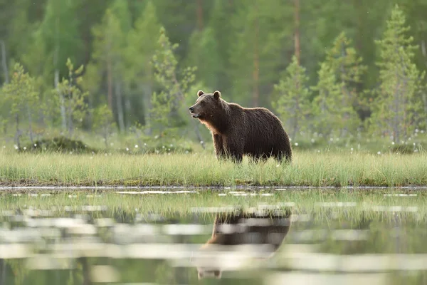 Großer Männlicher Braunbär Einem Moor Mit Waldhintergrund — Stockfoto