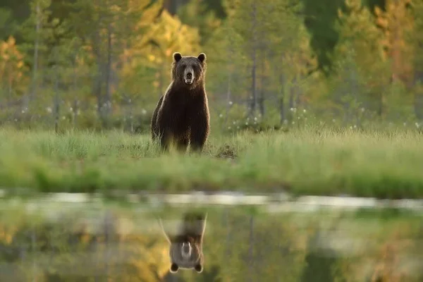 Orso Bruno Nel Paesaggio Estivo Orso Nel Paesaggio Estivo — Foto Stock