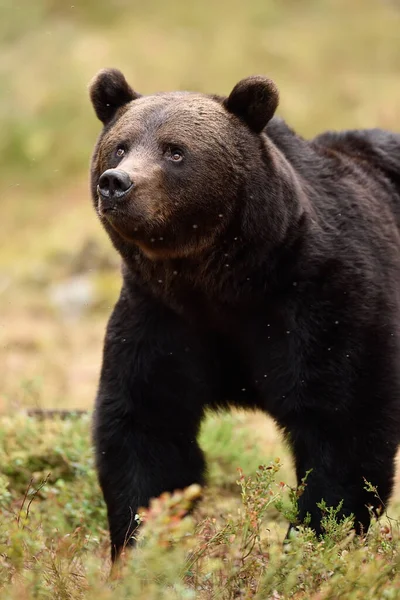 Темний Чоловічий Коричневий Ведмідь Влітку — стокове фото