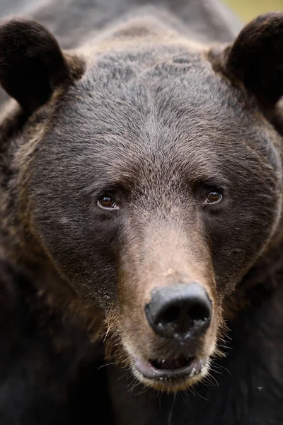 Cara Oso Marrón Bosque Noche Verano — Foto de Stock