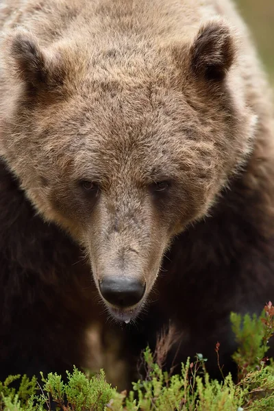 Urso Marrom Rosto Closeup Verão — Fotografia de Stock