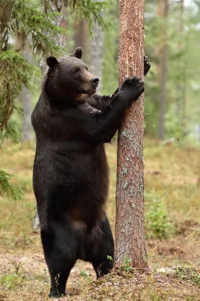 Темно Бурый Медведь Стоит Лесу Летом — стоковое фото