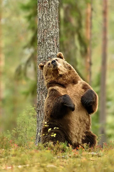 Urso Marrom Floresta Verão Arranhando Costas Contra Uma Árvore — Fotografia de Stock