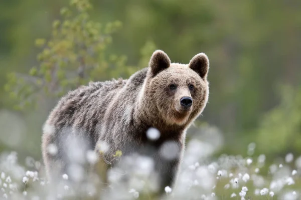 Urso Marrom Bonito Pântano Verão — Fotografia de Stock