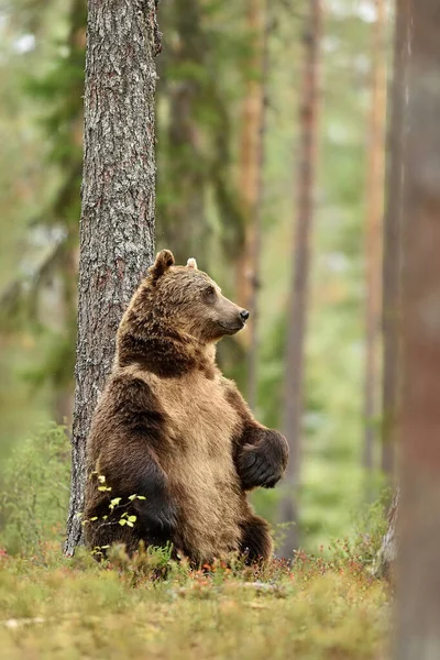 Бурый Медведь Чешет Спину Дерево — стоковое фото
