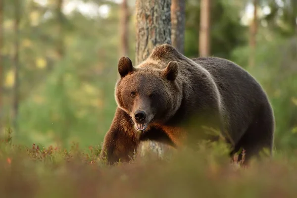 Grande Orso Bruno Maschio Nella Palude Tarda Notte Estate — Foto Stock