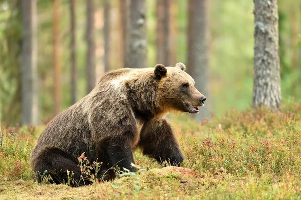 Gran Oso Pardo Macho Bosque Verano —  Fotos de Stock