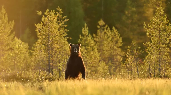 Ours Debout Dans Paysage Été — Photo