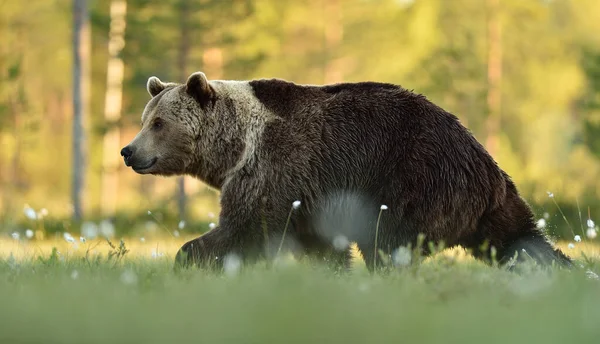Бурый Медведь Солнечном Лесу — стоковое фото