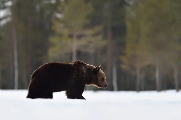 Urso Marrom Andando Neve Após Hibernação — Fotografia de Stock