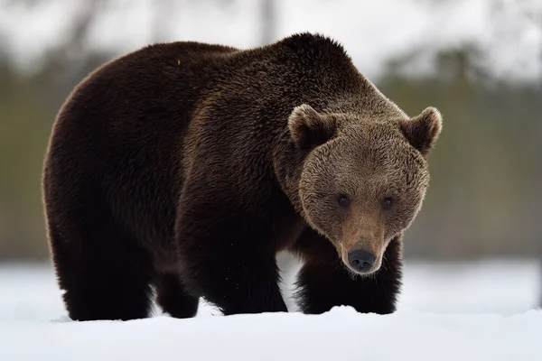 Velký Medvěd Hnědý Sněhu — Stock fotografie