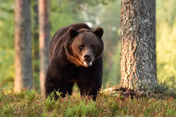 Urso Pardo Floresta Suportar Postura Poderosa — Fotografia de Stock