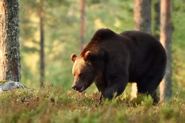 Бурый Медведь Лесу Закате — стоковое фото