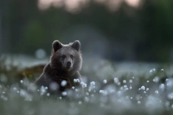 Urso Marrom Filhote Pântano Tarde Noite Verão — Fotografia de Stock