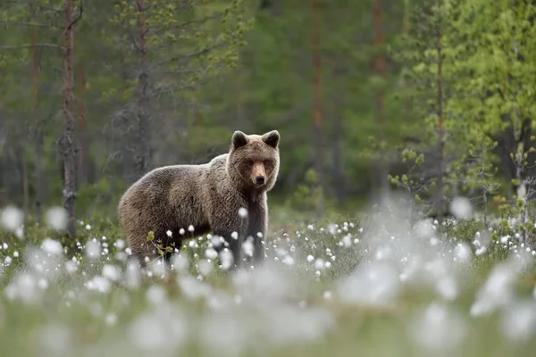 Urso Marrom Cenário Floresta Verão — Fotografia de Stock